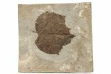 Fossil Sycamore Leaf (Platanus) - Nebraska #262276-1